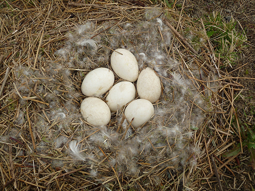 Goose Nest