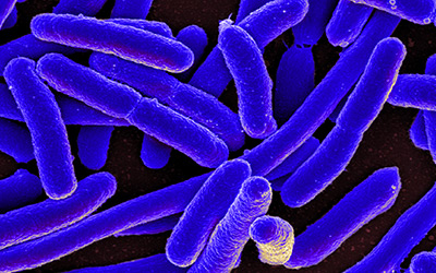 E Coli bacteria under a microscope