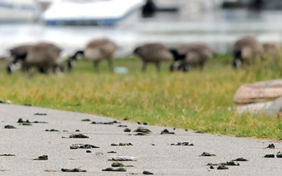 goose droppings on sidewalk