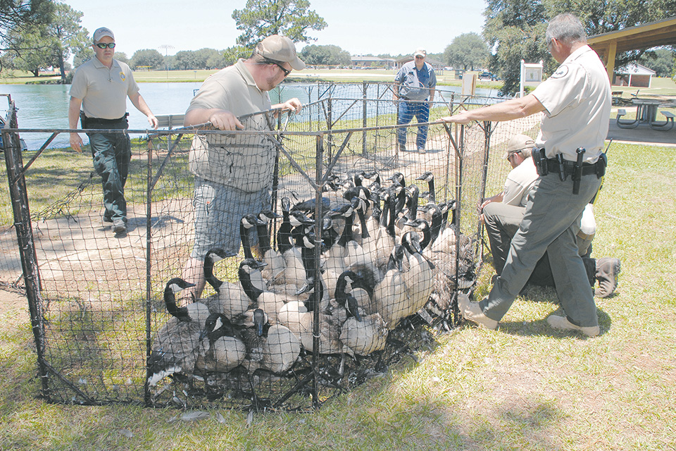 goose roundup