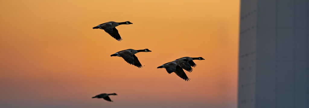 five geese flying at sunset