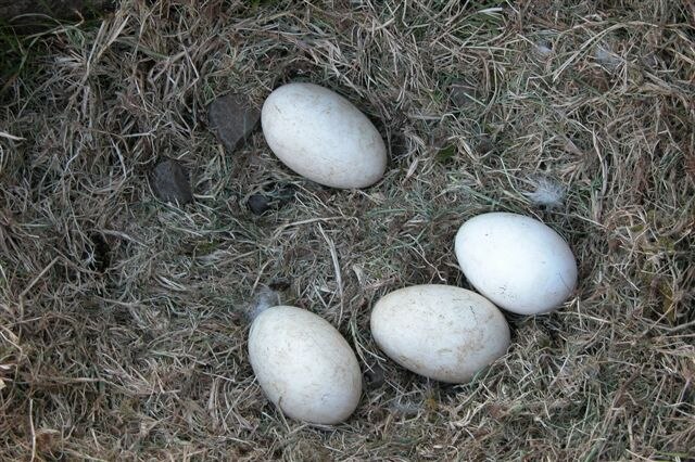 a nest with four goose eggs 